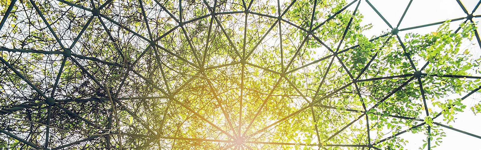 Vines on an iron trelis